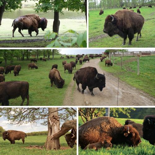 Buffalo at Wild Winds BuffaloPreserve
